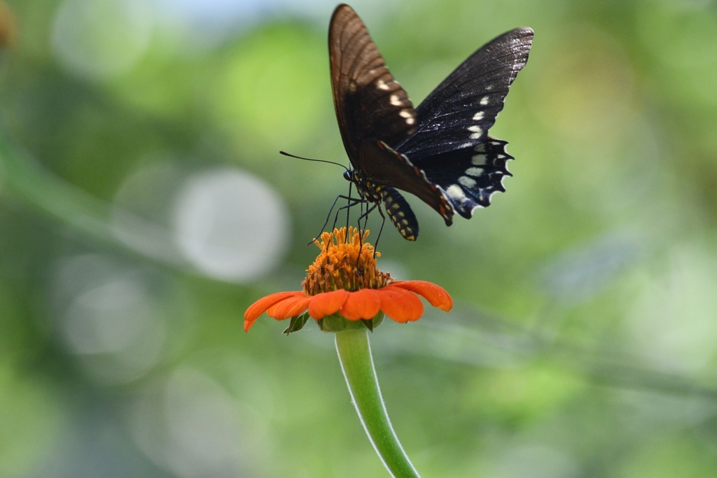 West-Mexican Swallowtail