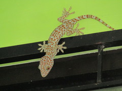 Gekko gecko