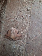 Hypopyra africana