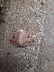 Hypopyra africana