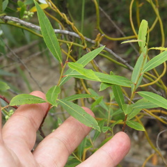 Salix mucronata