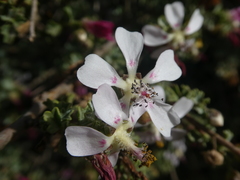 Anisodontea fruticosa