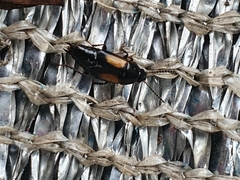 Tachinus subterraneus