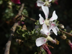 Anisodontea fruticosa