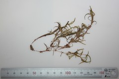 Potamogeton spirillus