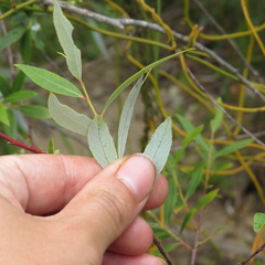 Salix mucronata