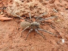 Afroneutria erythrochelis