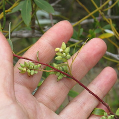 Salix mucronata
