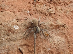 Afroneutria erythrochelis