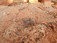 Afroneutria erythrochelis