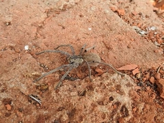 Afroneutria erythrochelis