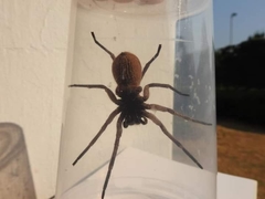 Afroneutria erythrochelis