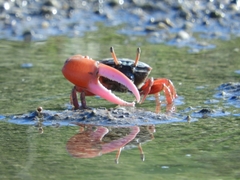 Paraleptuca splendida