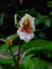 Impatiens disotis
