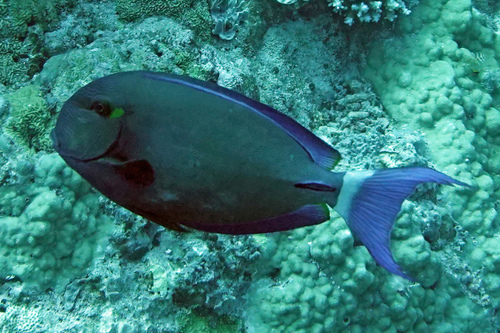 Dark Surgeonfish