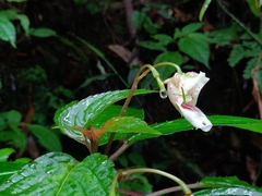 Impatiens disotis