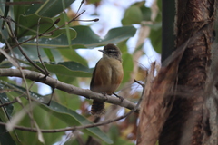 Cantorchilus leucotis