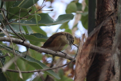 Cantorchilus leucotis