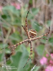 Argiope argentata
