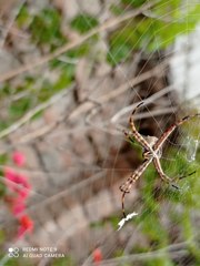 Argiope argentata