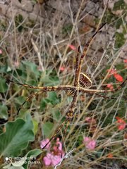 Argiope argentata
