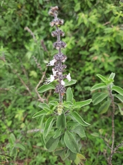 Ocimum kilimandscharicum