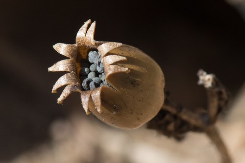 Baltasis šakinys nuotrauka