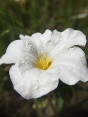 Nierembergia rivularis