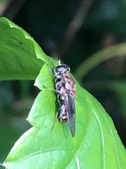 Adoxomyia