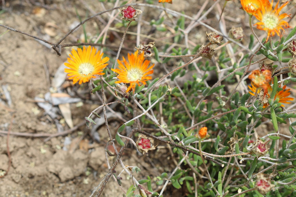 Drosanthemum flammeum