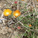 Drosanthemum flammeum - Photo (c) aneld, some rights reserved (CC BY-NC), uploaded by aneld