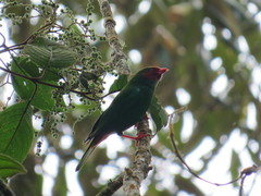 Chlorornis riefferii