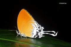 Eooxylides tharis distanti