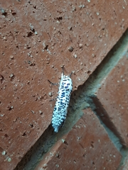 Azygophleps leopardina