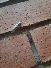 Azygophleps leopardina