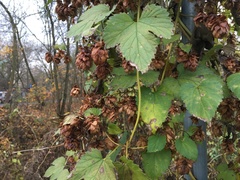 Humulus lupulus