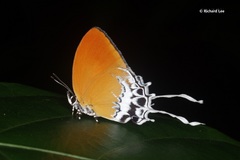 Eooxylides tharis distanti