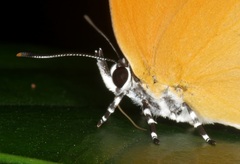 Eooxylides tharis distanti