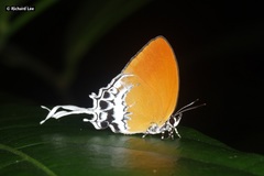 Eooxylides tharis distanti