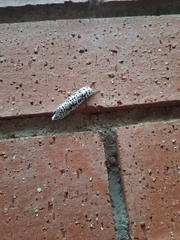 Azygophleps leopardina