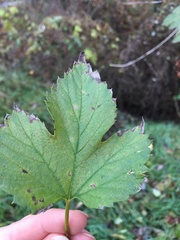 Humulus lupulus