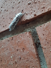 Azygophleps leopardina