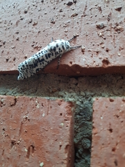 Azygophleps leopardina