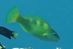 Scarus dimidiatus
