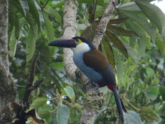 Andigena nigrirostris