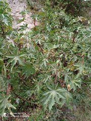 Ricinus communis