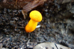 Aureoboletus auriflammeus