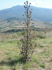 Onopordum illyricum illyricum