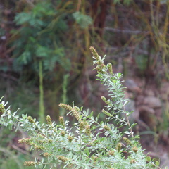Psoralea spicata