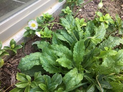 Erigeron pulchellus pulchellus